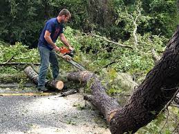 Tree and Shrub Care in Taft, CA