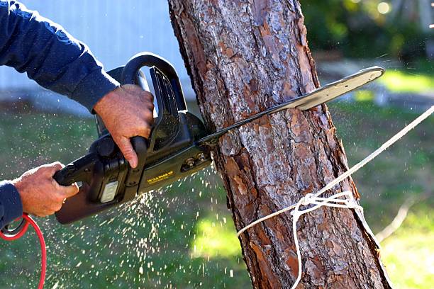 Best Tree Trimming and Pruning  in Taft, CA