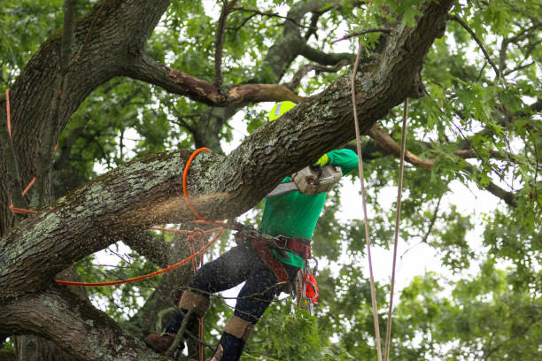 Best Palm Tree Trimming  in Taft, CA