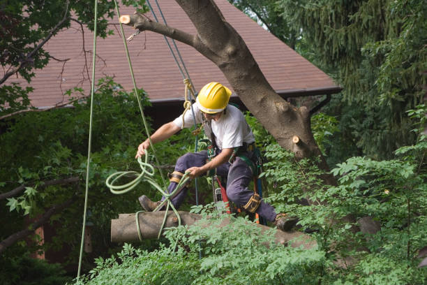 Best Commercial Tree Services  in Taft, CA