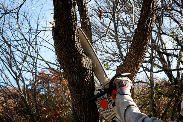 Best Emergency Tree Removal  in Taft, CA