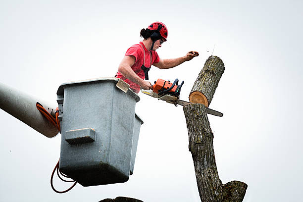 How Our Tree Care Process Works  in  Taft, CA